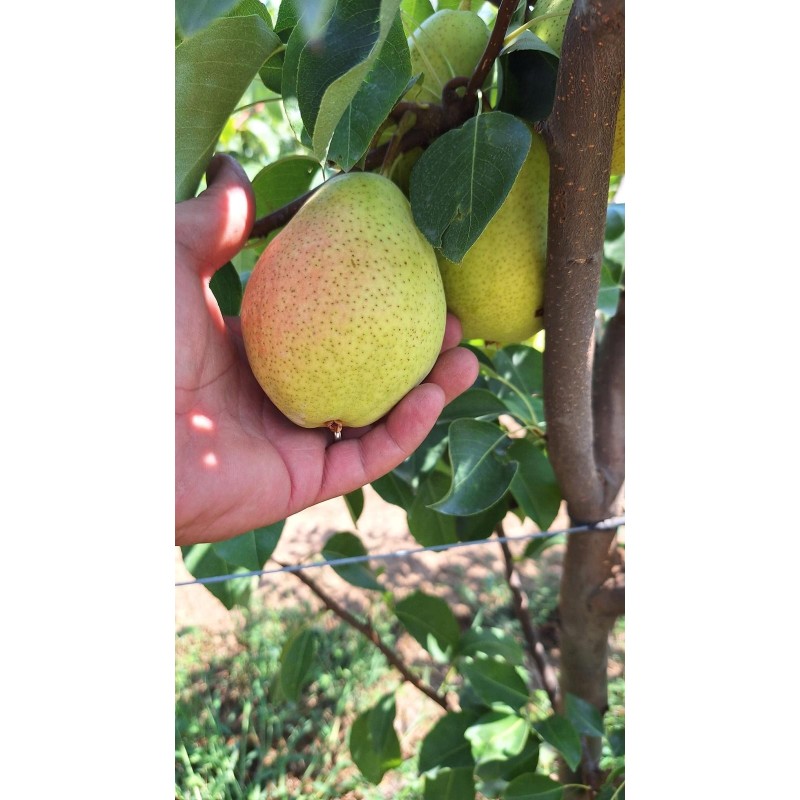 Pere COSCIA da 1/2 Kilo